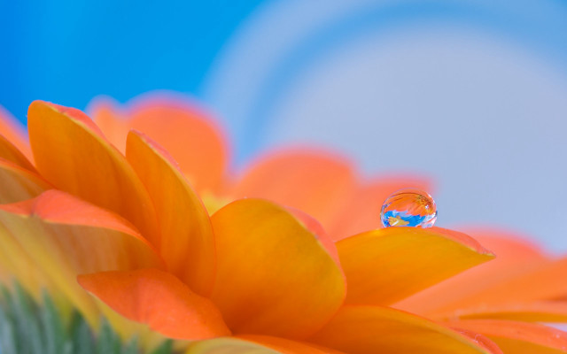 Flower waterdrop blue sky macro #2 free wallpaper - medium preview image