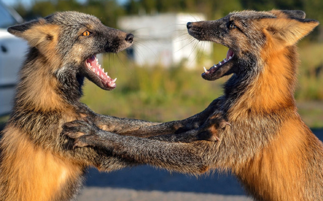 Furry fight cat dinosaur blurry free wallpaper - medium preview image
