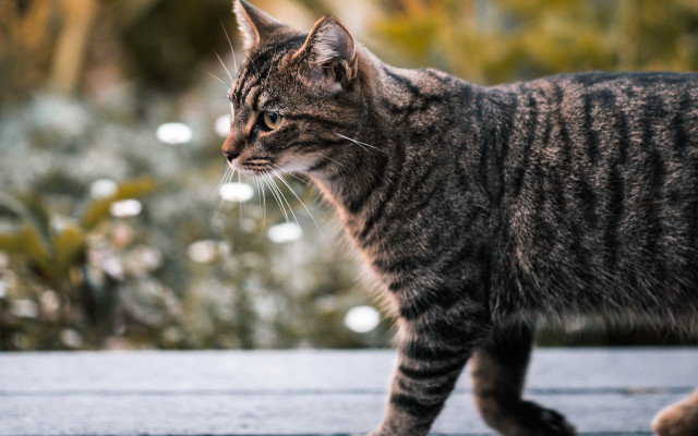 Cat sidewalk bush flowers shallow free wallpaper - medium preview image