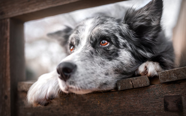 Dog orange eyes window bench free wallpaper - medium preview image