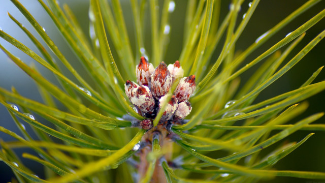 Pine water droplets bokeh nature free wallpaper - medium preview image