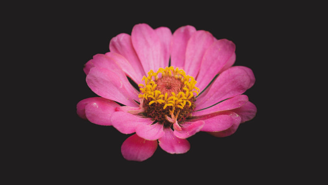 Pink flower yellow stamens black #2 free wallpaper - medium preview image