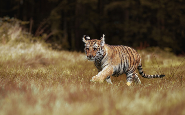 Tiger running tall grass forest free wallpaper - medium preview image