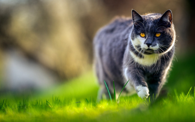 Cat walking green field sunny #2 free wallpaper - medium preview image