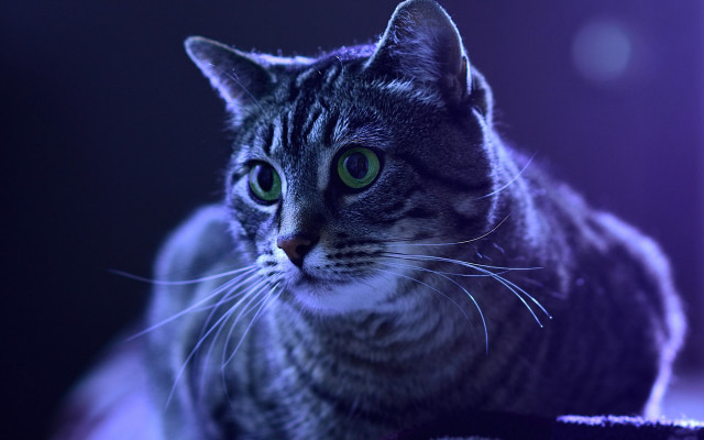 Cat green eyes table moon free wallpaper - medium preview image