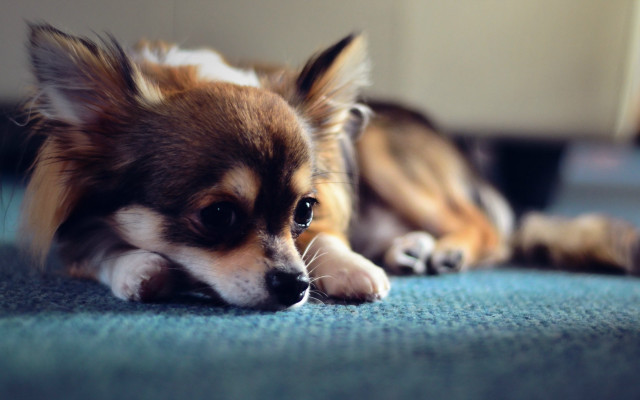Shiba inu dog laying blurry #2 free wallpaper - medium preview image