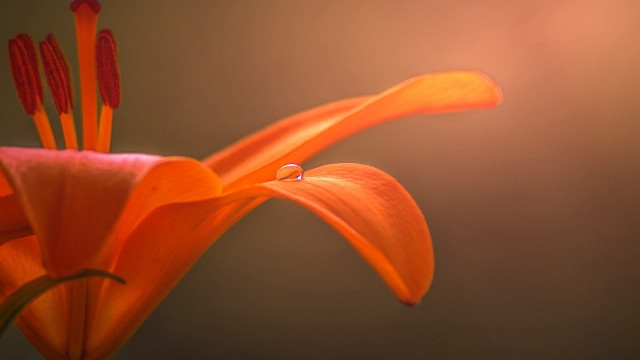 Flower drop water macro blurry free wallpaper - medium preview image