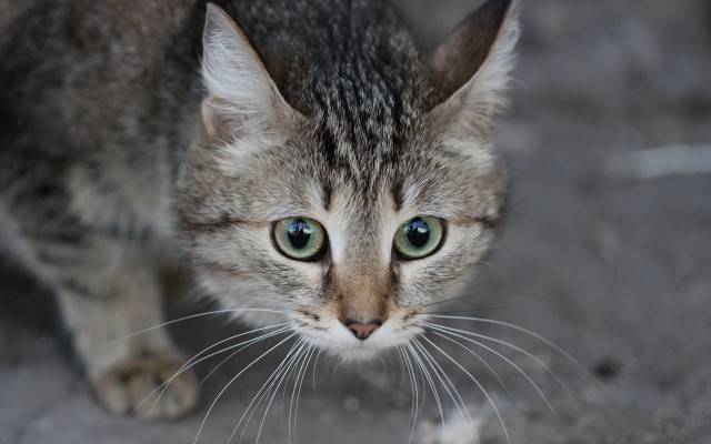 Cat green eyes blurry background #6 free wallpaper - medium preview image