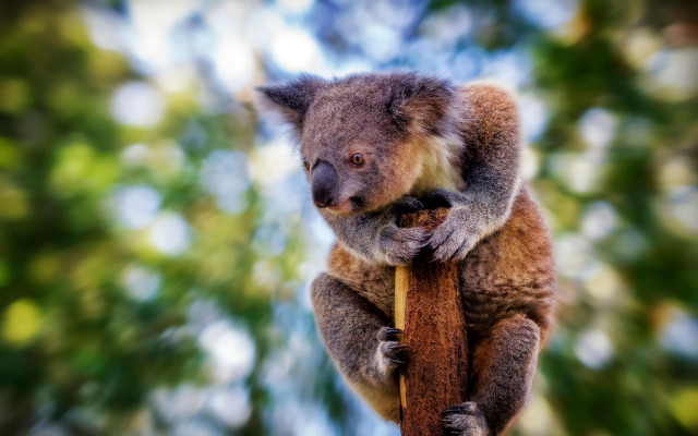 Koala stick blurry background bokeh free wallpaper - medium preview image