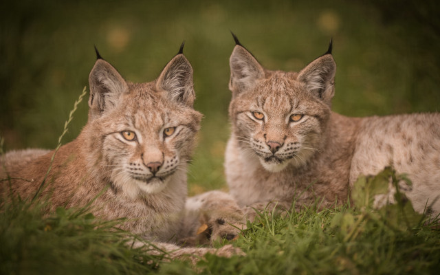 Lynx pair grass outdoors blurry free wallpaper - medium preview image