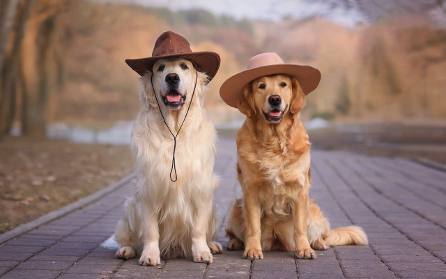 Dogs hats brick road park free wallpaper - medium preview image