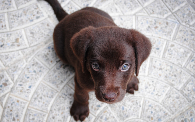 Brown puppy sad eyed tile free wallpaper - medium preview image