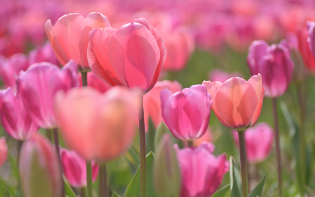 Pink tulips blurry background bokeh #3 free wallpaper - medium preview image