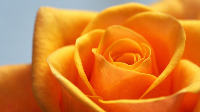 Yellow rose blue background white free wallpaper - medium preview image