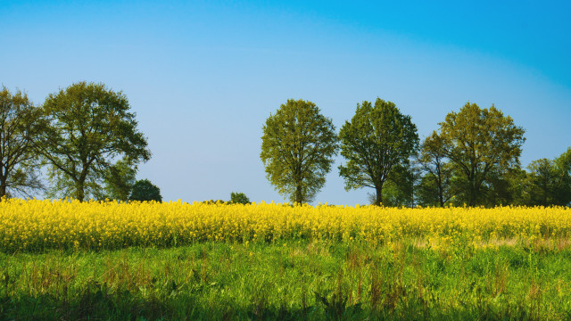 Yellow flowers trees blue sky free wallpaper - medium preview image