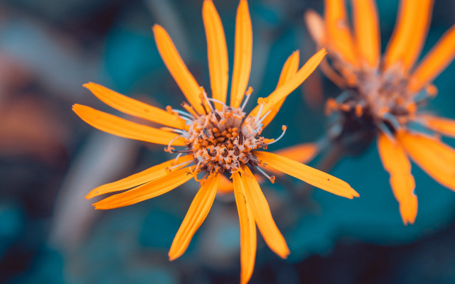 Yellow flower macro shallow depth free wallpaper - medium preview image