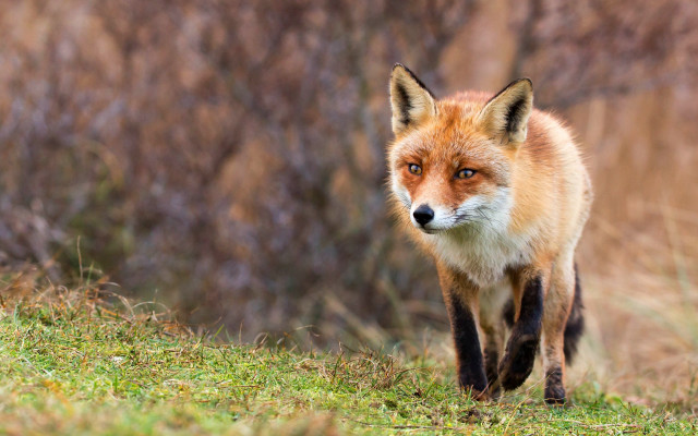 Red fox walking grassy field free wallpaper - medium preview image