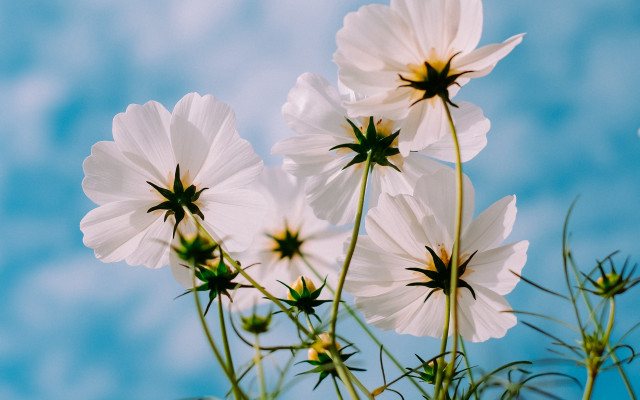 White flowers blue sky macro free wallpaper - medium preview image