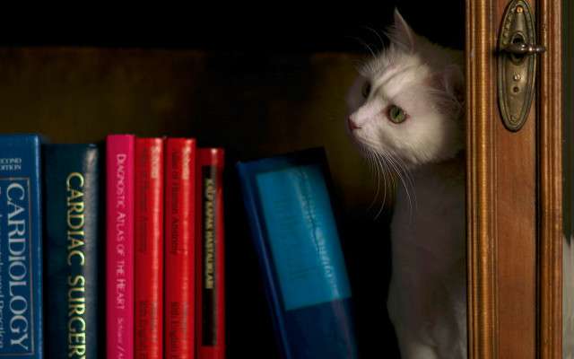 Cat peeking bookshelf door stilllife free wallpaper - medium preview image