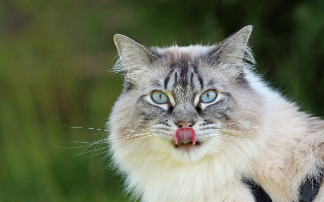 Cat tongue out green blurry free wallpaper - medium preview image
