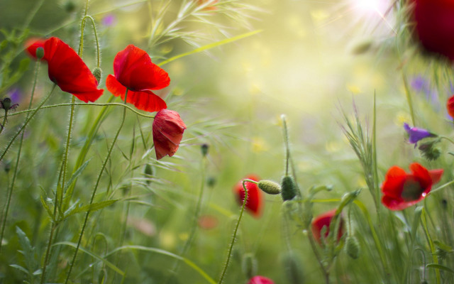 Red flowers green stem blurry free wallpaper - medium preview image