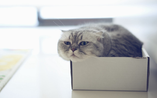 Cat box table window book free wallpaper - medium preview image