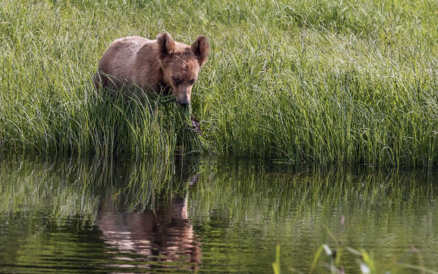 Bear water reflection grass nature free wallpaper - medium preview image