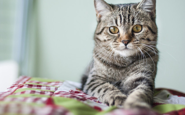 Cat sitting bed checkered blanket free wallpaper - medium preview image