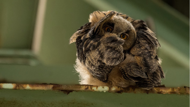 Small owl metal rail green free wallpaper - medium preview image