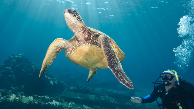 Scuba man turtle underwater ocean free wallpaper - medium preview image