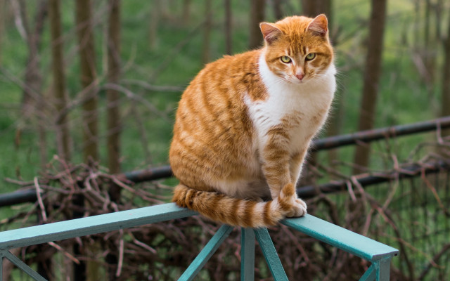 Cat railing wooded background illusion free wallpaper - medium preview image