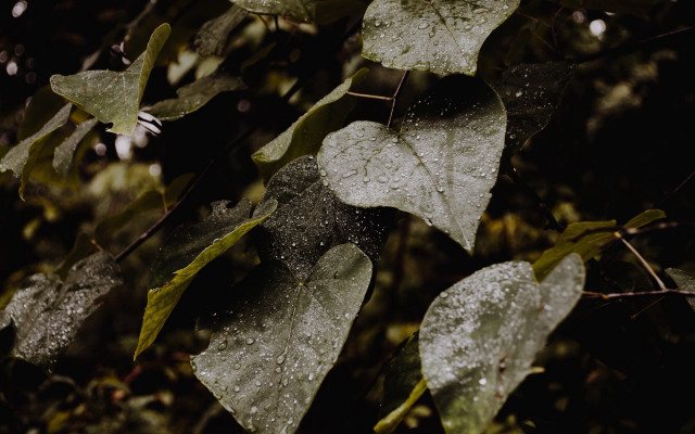 Leaf water droplets rain branch free wallpaper - medium preview image