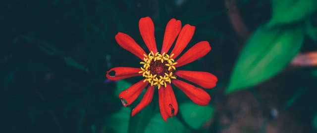 Red flower yellow stamens green #4 free wallpaper - medium preview image