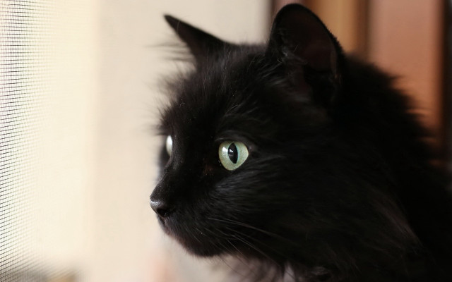 Black cat green eyes window free wallpaper - medium preview image