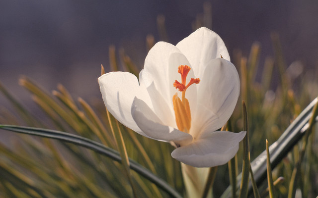 White flower yellow center field #2 free wallpaper - medium preview image