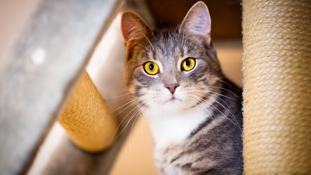 Black cat yellow eyes blurry #2 free wallpaper - medium preview image