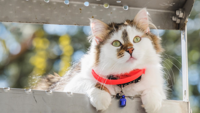 Cat red collar ledge serious free wallpaper - medium preview image