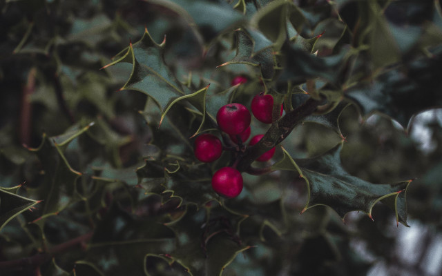 Tree red berries green leaves free wallpaper - medium preview image