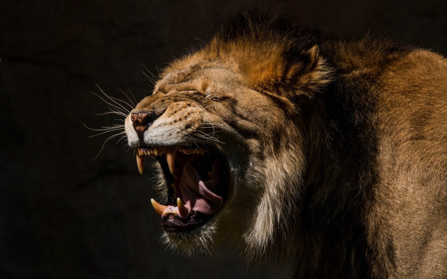 Lion open mouth realistic sharp free wallpaper - medium preview image