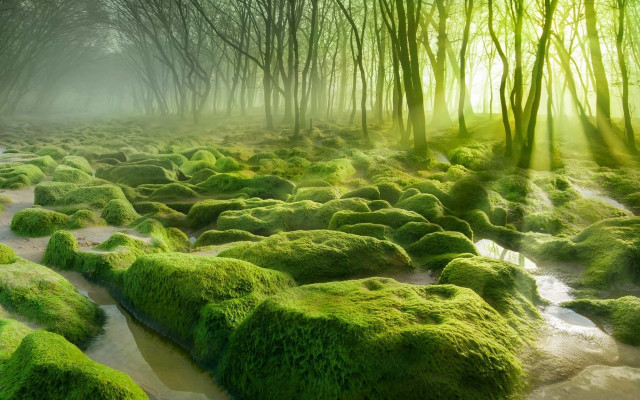 Green forest moss stream nature #2 free wallpaper - medium preview image