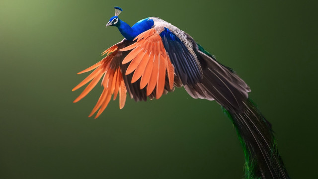 Colorful bird wings spread green free wallpaper - medium preview image