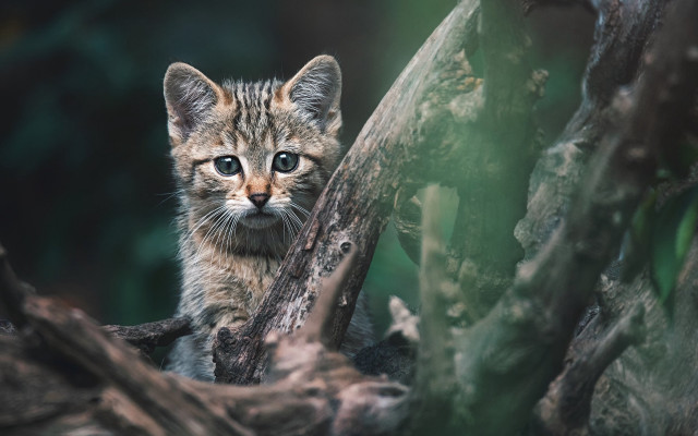 Kitten sitting tree sad eyes free wallpaper - medium preview image