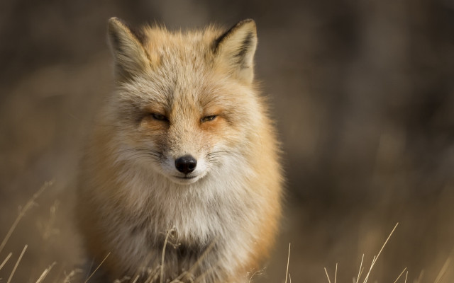 Fox closed eyes grass weeds free wallpaper - medium preview image