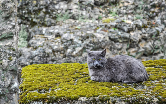 Cat mossy forest rocks blurry free wallpaper - medium preview image