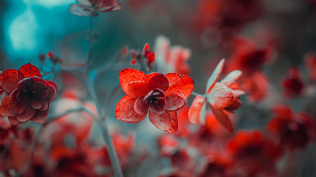 Red flower butterfly bokeh macro free wallpaper - medium preview image