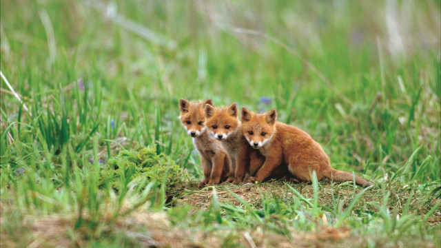 Foxes sitting grass blurry nature free wallpaper - medium preview image