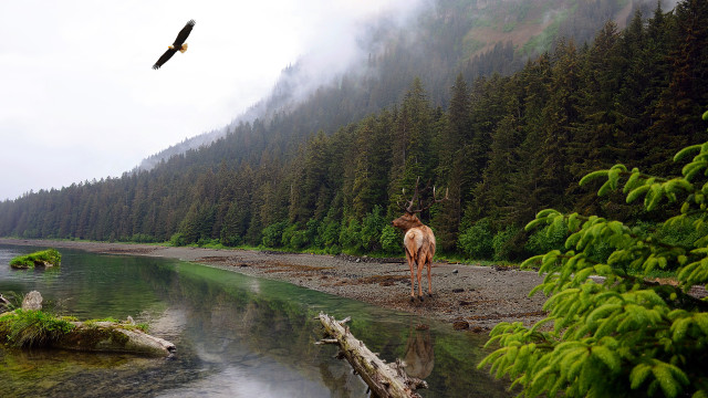 Deer rocky shore forest bird free wallpaper - medium preview image