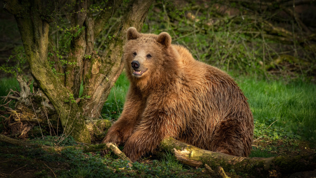 Brown bear in woods with free wallpaper - medium preview image