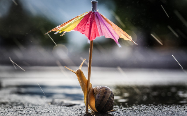 Snail under colorful umbrella rain free wallpaper - medium preview image