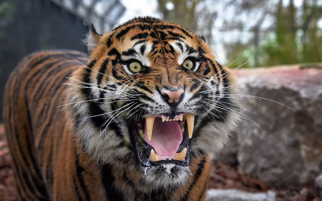 Tiger open mouth teeth missing #2 free wallpaper - medium preview image
